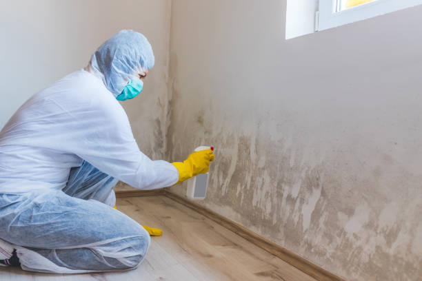 Licensed Mold Remediation service in Greenville, VA - 24 Hour Mold Removal